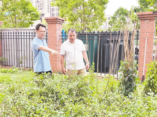 周解兮（左）組織校園綠化改造工作。