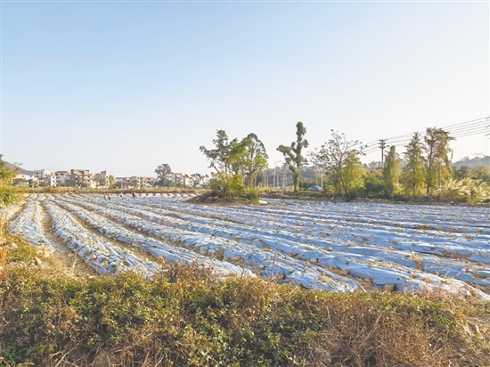 臺山市結合地塊稟賦因地制宜選種、精準施策，全方位激活撂荒耕地生產(chǎn)價值。