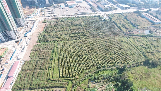 開平33號地成交溢價率為37.4%。