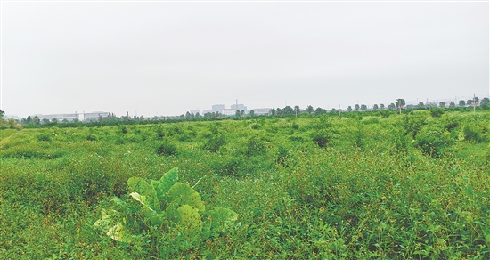 江門(mén)市JCR2025-194（新會(huì)26）號(hào)地。