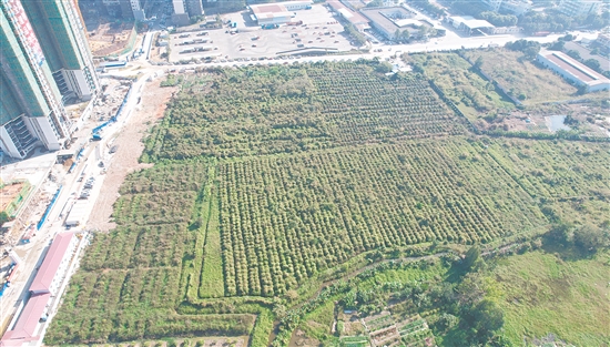 今年1月，匯峰地產(chǎn)以總價(jià)3.49億元拿下開平33號(hào)地。